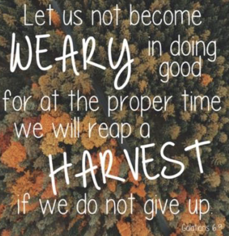 Lets not grow weary